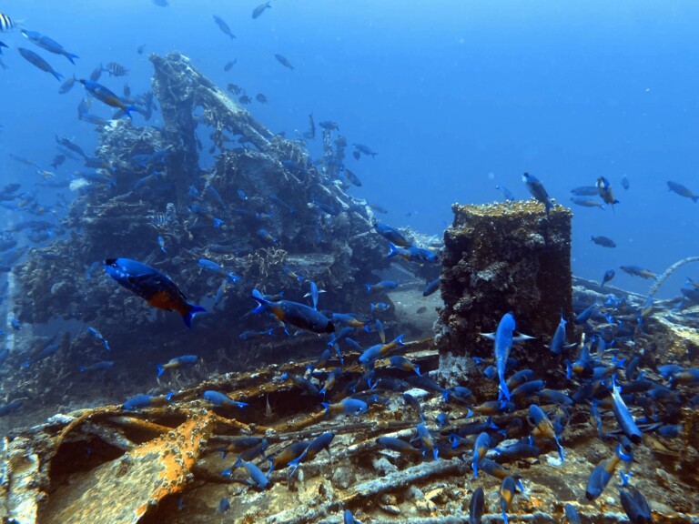 VeronicaLWreck2 768x576